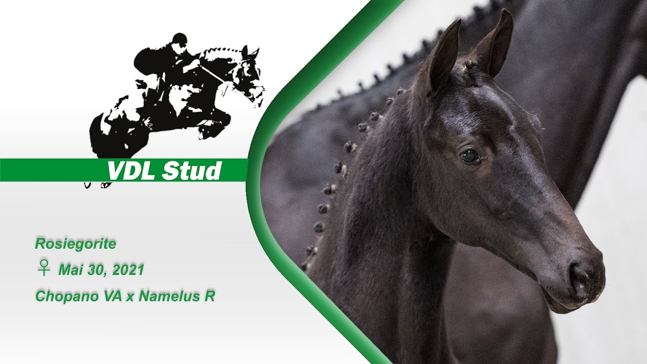 Rosiegorite - merrieveulen- Chopano VA x Namelus R.