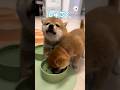 オイシイ 訴えてくる子犬 PECO 子柴 柴犬 子犬 子犬のいる暮らし Shibainu Shiba Shiba Inu Puppy Puppylife Puppylove オイシイ 訴えてくる子犬 PECO 子柴 柴犬 子犬 子犬のいる暮らし Shibainu Shiba Shiba Inu Puppy Puppylife Puppylove