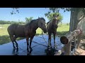 Giving Horses A Cool Down Bath In Texas 100 Degree Days