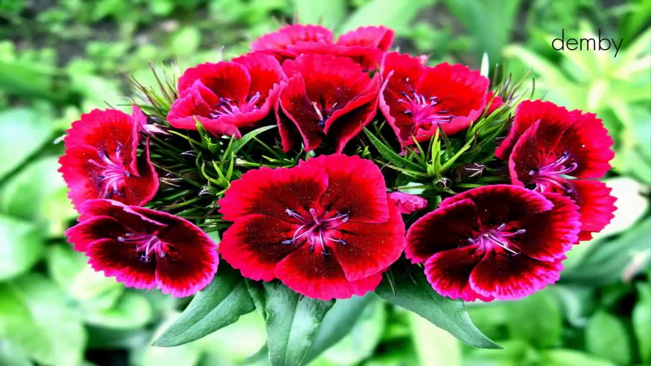 Братя Бабечки-сама китка