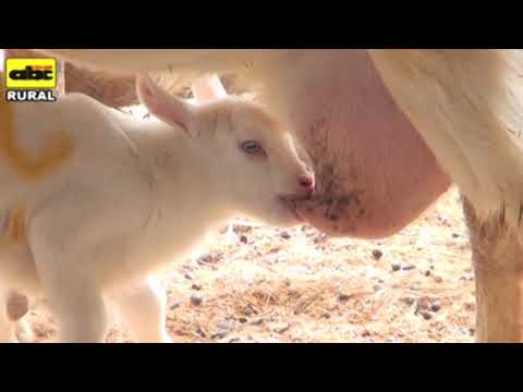 Video: ¿Con qué frecuencia alimenta a una cabra recién nacida?