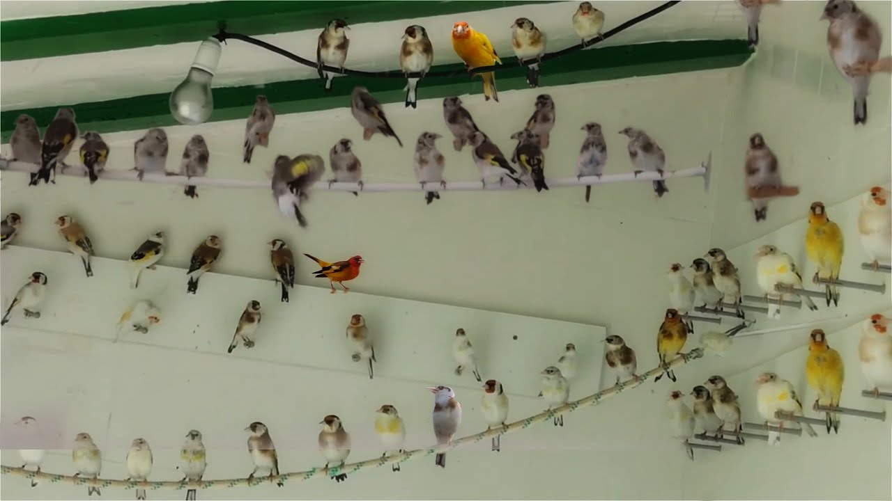 طائر الحسون : شاهد انتاج و تربية داخل السلاكة (عريسة الطيور)