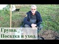 Груша.  Посадка и уход.