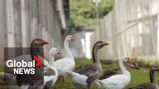 Duck, duck, goose!: Brazil prison uses “geese agents” to keep inmates in check