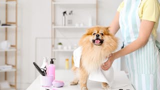 Pomeranian Acrobats Poms Jumping for Joy