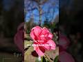 Spring Time at Sheringham Park | National Trust | Norfolk, UK