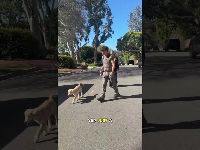 How I Teach Puppies Not to Pull