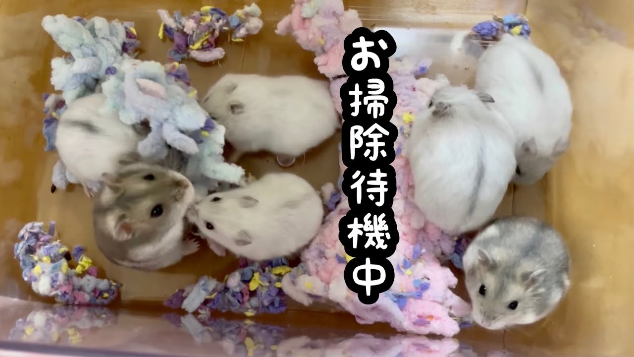 待機所ではしゃぐハムスターたち