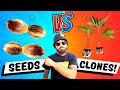 SEEDS vs CLONES? ...The truth about which is actually better! 😱