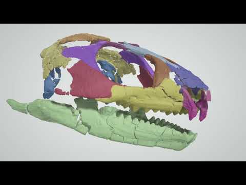 Reconstrucción 3D del cráneo de  'Opisthiamimus gregori'