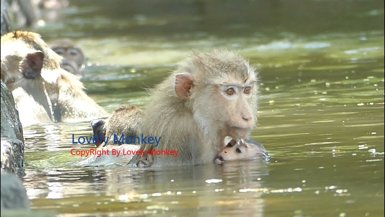 Shocking Million Worry Baby Rex Nearly Near drowning After Mom Rose First Training Rex How To Swim.