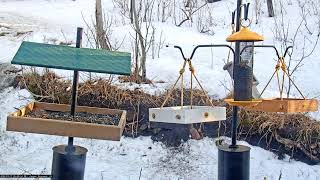 03/17/2025: Backyard Birdwatching Bonanza! Watch the Flocking Around Bird FeederCam Daily at 7:30 AM