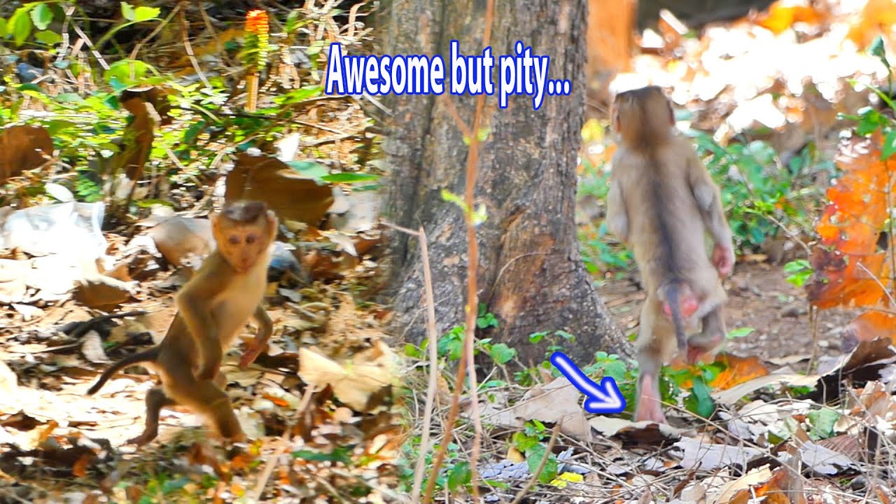 Update news...tiny baby monkey SACKY now her walks two legs look so amazing but so pity.