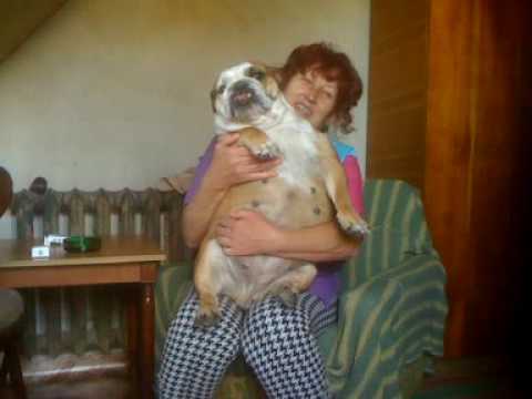 photo Super Fat English Bulldog fat big dog english bulldog