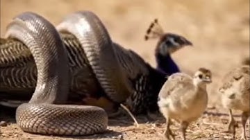 "Python Snake Attacks Peacock 😱 | Unbelievable Wild Fight"