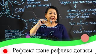 Рефлекс және рефлекс доғасы. 7 сынып.