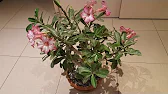 Elen S Adenium pluS