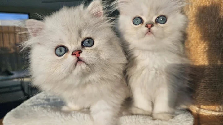Video 11790201: persian kitten doll face, fluffy persian kitten, silver persian kitten
