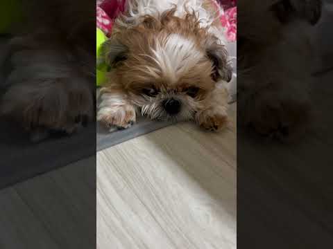 명절 쇠고 지친 강아지 #강아지 #명절 #피로 #반려동물 #반려견 #시츄