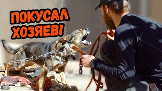 видео: Не хотел сидеть на цепи и ПОКУСАЛ ХОЗЯЕВ !!! картинка: Не хотел сидеть на цепи и ПОКУСАЛ ХОЗЯЕВ !!!