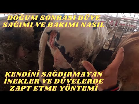 DÜVE VE İNEKLER NASIL ZAPT EDİLİR KENDİNİ SAĞDIRMIYAN HAYVAN NASIL SAĞILIR ?