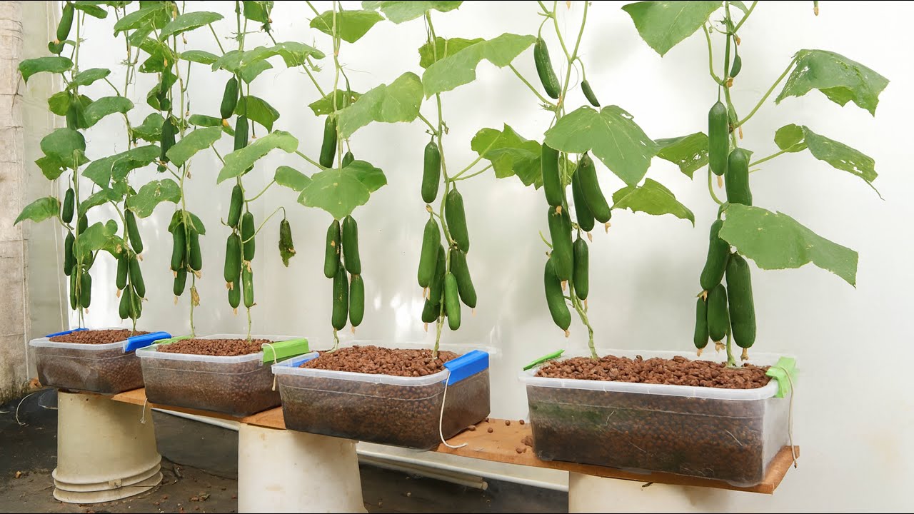 Pebbles and Water - Grow Cucumbers This Way and You'll Be Surprised
