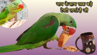 Cute Parrot Kitu की मस्ती रस्क / मिर्ची/बेगन खाते हुए