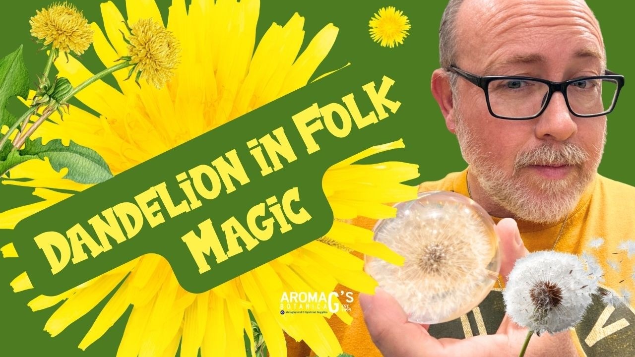 Dandelion in Folk Magic: Uses, History, and Spiritual Properties