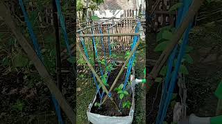 This Bamboo Trellis Hack Will Change Your Garden! 🎋 #GardeningHacks #Shorts