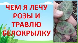 видео: СПАСАЮ РОЗЫ ОТ БОЛЕЗНЕЙ И ВРЕДИТЕЛЕЙ В ОКТЯБРЕ. Чем обработать розы. картинка: СПАСАЮ РОЗЫ ОТ БОЛЕЗНЕЙ И ВРЕДИТЕЛЕЙ В ОКТЯБРЕ. Чем обработать розы.
