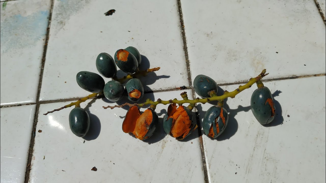 Trying Livistona Chinensis Chinese Fan Palm Fruit YouTube trying-livistona-chinensis-chinese-fan-palm-fruit-youtube