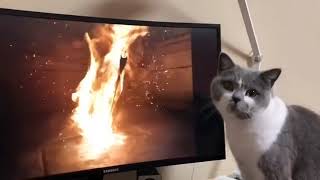 Cat Watches Justice League | Relaxed Cats by OnlyCats101 17 views 3 years ago 16 seconds