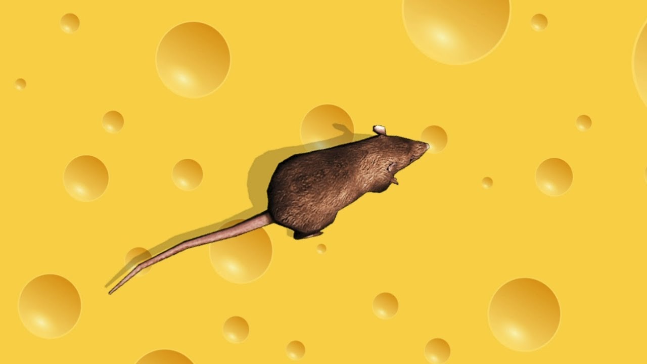 Mice for Cats to Watch YouTube