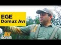 Ege Domuz Avı  Av Sanatı Yaban Tv - Wildboar Hunting Turkey  Documentary