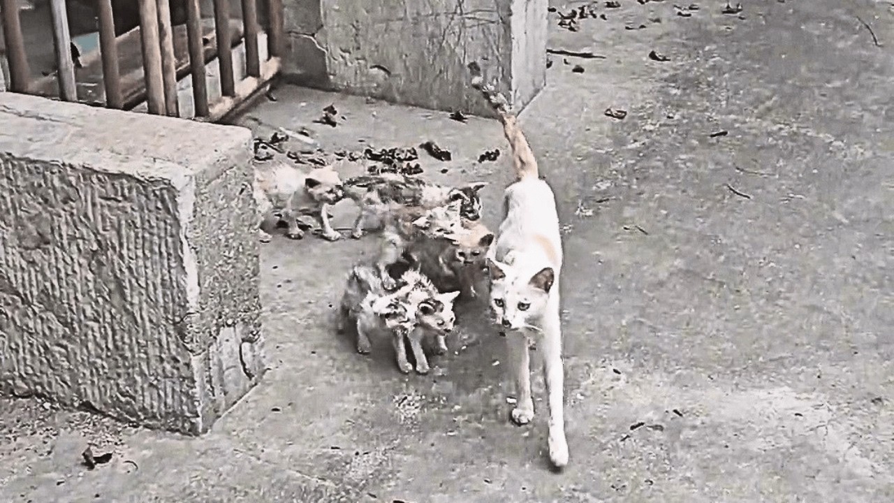 Истощённая кошка и её шесть котят боролись за жизнь на грани смерти без еды.