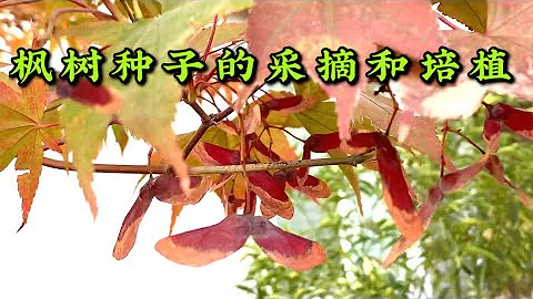 楓樹種子的釆摘和培植 - 天天要聞