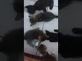 ASMR gatitos hambrientos #amorfelino #gatos #cat #funnycat #michis #cute