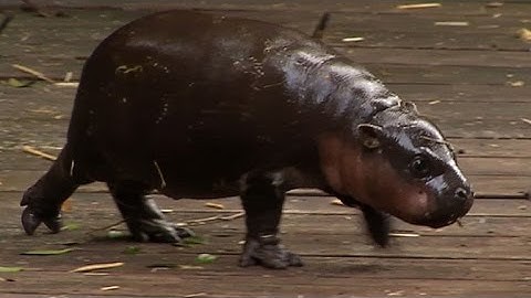 Baby hippo makes a splash in Australia