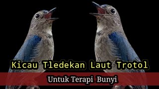 Pancingan Bunyi Tledekan Laut trotol Cocok Untuk tledekan Bahan‼️ Kicau Legends