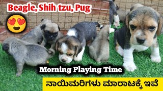 Shih tzu, Beagle, Pug puppies playing time | ನಾಯಿಮರಿಗಳು ಮಾರಾಟಕ್ಕೆ ಇವೆ | Dogs for sale