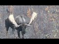 Macmillan Monster, Yukon moose hunt