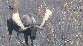 Macmillan Monster, Yukon moose hunt