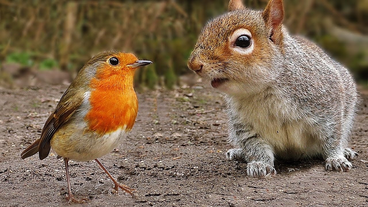 Videos für Katzen Zum Spielen ~ Vögel im Wunderland ⭐ Katzenfernsehen Vögel ⭐