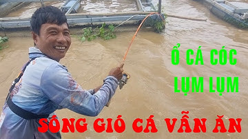 🐟Fishing 332🐟Câu Cá Ngoài Bè Mùa Nước Đục Đi Săn Cá Cóc Ngay Ổ Cá Ăn Lia Lịa Mặc Kệ Sóng Gió🐟