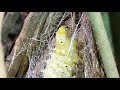 Eri Silk worm spinning it's cocoon