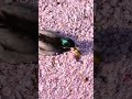 京都の花筏を泳ぐ鴨が可愛かったよ #哲学の道 #shorts