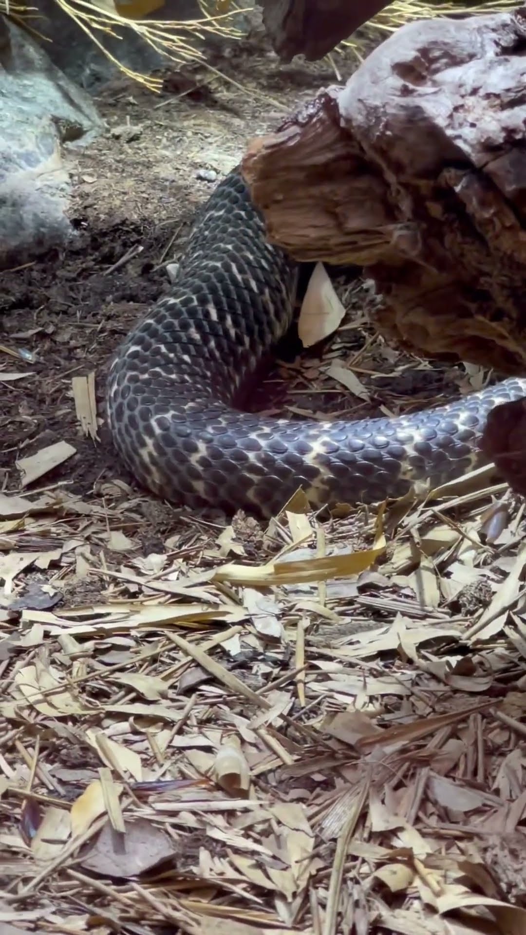 Enormous Snake Relaxing