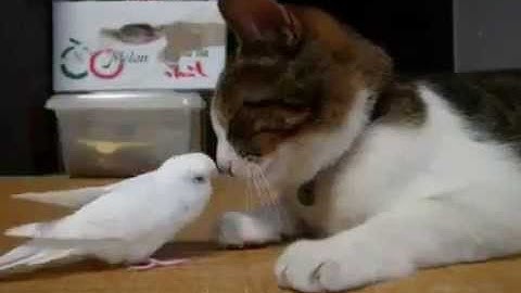 [Funny Video] Wake Up! You Lazy Cat!