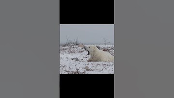 Polar bears don’t hibernate