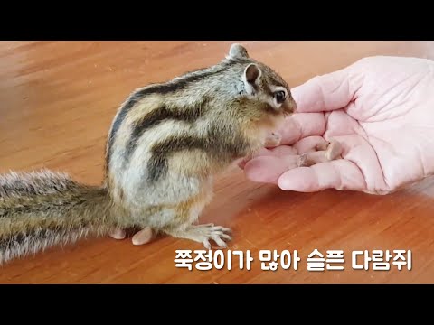 쭉정이가 많아 슬픈 다람쥐